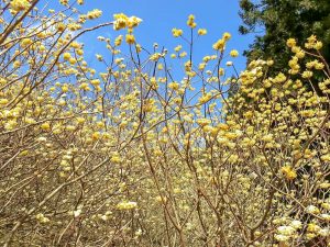新城市ミツマタ群生地、3月春の花、愛知県新城市の観光・撮影スポットの名所