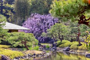 白鳥庭園、しだれ桜、3月の春の花、名古屋市熱田区の観光・撮影スポットの画像と写真