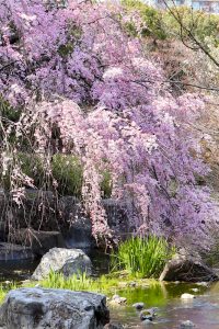 白鳥庭園、しだれ桜、3月の春の花、名古屋市熱田区の観光・撮影スポットの画像と写真