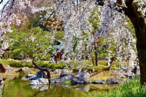 白鳥庭園、しだれ桜、3月の春の花、名古屋市熱田区の観光・撮影スポットの画像と写真