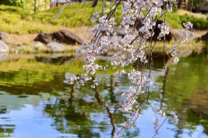 白鳥庭園、しだれ桜、3月の春の花、名古屋市熱田区の観光・撮影スポットの画像と写真