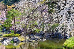 白鳥庭園、しだれ桜、3月の春の花、名古屋市熱田区の観光・撮影スポットの画像と写真