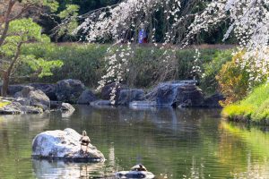白鳥庭園、しだれ桜、3月の春の花、名古屋市熱田区の観光・撮影スポットの画像と写真