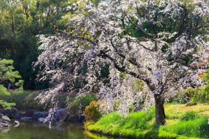 白鳥庭園、しだれ桜、3月の春の花、名古屋市熱田区の観光・撮影スポットの画像と写真