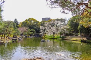 白鳥庭園、しだれ桜、3月の春の花、名古屋市熱田区の観光・撮影スポットの画像と写真
