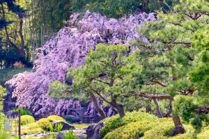 白鳥庭園、しだれ桜、3月の春の花、名古屋市熱田区の観光・撮影スポットの画像と写真