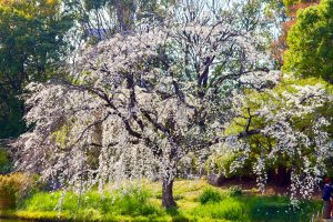 白鳥庭園、しだれ桜、3月の春の花、名古屋市熱田区の観光・撮影スポットの画像と写真