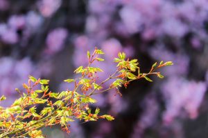 白鳥庭園、しだれ桜、3月の春の花、名古屋市熱田区の観光・撮影スポットの画像と写真