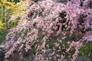 白鳥庭園、しだれ桜、3月の春の花、名古屋市熱田区の観光・撮影スポットの画像と写真