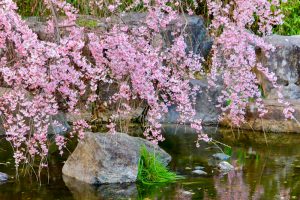 白鳥庭園、しだれ桜、3月の春の花、名古屋市熱田区の観光・撮影スポットの画像と写真