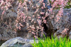 白鳥庭園、しだれ桜、3月の春の花、名古屋市熱田区の観光・撮影スポットの画像と写真