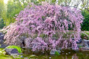 白鳥庭園、しだれ桜、3月の春の花、名古屋市熱田区の観光・撮影スポットの画像と写真