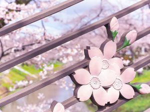 新境川の桜並木、百十朗桜、3月春の花、岐阜県各務原市の観光・撮影スポットの画像と写真