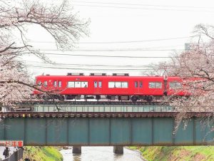 新境川の桜並木、百十朗桜・名鉄電車、3月春の花、岐阜県各務原市の観光・撮影スポットの画像と写真
