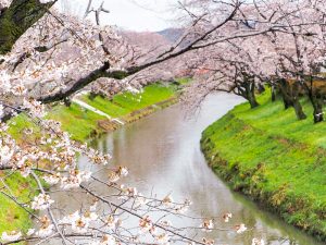 新境川の桜並木、百十朗桜、3月春の花、岐阜県各務原市の観光・撮影スポットの画像と写真