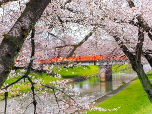 新境川の桜並木、百十朗桜、3月春の花、岐阜県各務原市の観光・撮影スポットの画像と写真