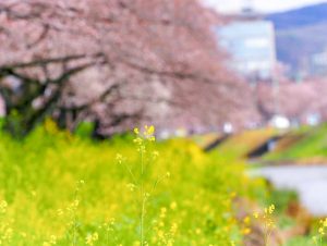 新境川の桜並木、百十朗桜、3月春の花、岐阜県各務原市の観光・撮影スポットの画像と写真新境川の桜並木、百十朗桜、3月春の花、岐阜県各務原市の観光・撮影スポットの画像と写真