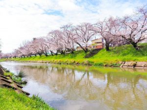 新境川の桜並木、百十朗桜、3月春の花、岐阜県各務原市の観光・撮影スポットの画像と写真
