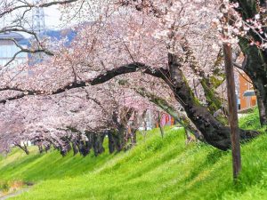 新境川の桜並木、百十朗桜、3月春の花、岐阜県各務原市の観光・撮影スポットの画像と写真