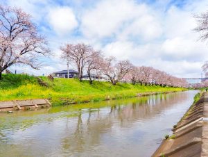 新境川の桜並木、百十朗桜、3月春の花、岐阜県各務原市の観光・撮影スポットの画像と写真
