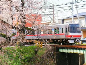新境川の桜並木、百十朗桜・名鉄電車、3月春の花、岐阜県各務原市の観光・撮影スポットの画像と写真