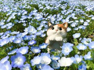 洲原ひまわりの里、ネモフィラ、3月春の花、岐阜県美濃市の観光・撮影スポットの画像と写真