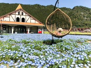 洲原ひまわりの里、ネモフィラ、3月春の花、岐阜県美濃市の観光・撮影スポットの画像と写真