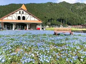 洲原ひまわりの里、ネモフィラ、3月春の花、岐阜県美濃市の観光・撮影スポットの画像と写真