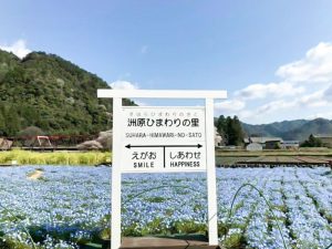 洲原ひまわりの里、ネモフィラ、3月春の花、岐阜県美濃市の観光・撮影スポットの画像と写真
