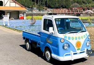 洲原ひまわりの里、ネモフィラ、3月春の花、岐阜県美濃市の観光・撮影スポットの画像と写真