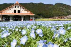 洲原ひまわりの里、ネモフィラ、3月春の花、岐阜県美濃市の観光・撮影スポットの画像と写真