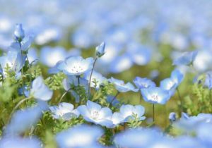 洲原ひまわりの里、ネモフィラ、3月春の花、岐阜県美濃市の観光・撮影スポットの画像と写真