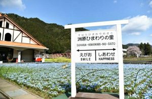洲原ひまわりの里、ネモフィラ、3月春の花、岐阜県美濃市の観光・撮影スポットの画像と写真