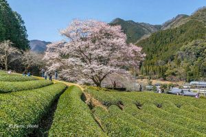 竹原薄墨桜公園、３月春の花、三重県津市の観光・撮影スポットの画像と写真