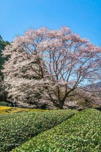 竹原薄墨桜公園、３月春の花、三重県津市の観光・撮影スポットの画像と写真
