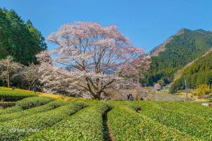 竹原薄墨桜公園、３月春の花、三重県津市の観光・撮影スポットの画像と写真