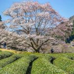 竹原薄墨桜公園、３月春の花、三重県津市の観光・撮影スポットの画像と写真