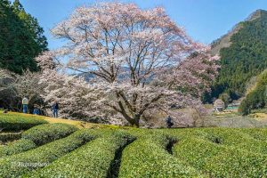 竹原薄墨桜公園、３月春の花、三重県津市の観光・撮影スポットの画像と写真
