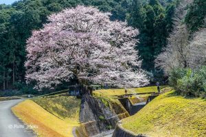 竹原薄墨桜公園、３月春の花、三重県津市の観光・撮影スポットの画像と写真