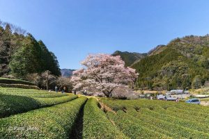 竹原薄墨桜公園、３月春の花、三重県津市の観光・撮影スポットの画像と写真