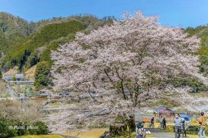 竹原薄墨桜公園、３月春の花、三重県津市の観光・撮影スポットの画像と写真