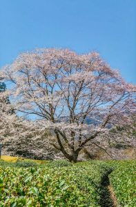 竹原薄墨桜公園、３月春の花、三重県津市の観光・撮影スポットの画像と写真