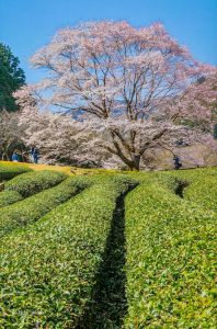 竹原薄墨桜公園、３月春の花、三重県津市の観光・撮影スポットの画像と写真