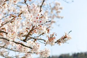 陶彩の径、桜並木、旧笠原鉄道の跡地、3月春の花、岐阜県多治見市の観光・撮影スポットの画像と写真