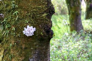 陶彩の径、桜並木、旧笠原鉄道の跡地、3月春の花、岐阜県多治見市の観光・撮影スポットの画像と写真