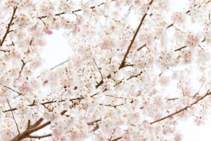 陶彩の径、桜並木、旧笠原鉄道の跡地、3月春の花、岐阜県多治見市の観光・撮影スポットの画像と写真