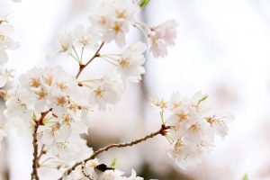陶彩の径、桜並木、旧笠原鉄道の跡地、3月春の花、岐阜県多治見市の観光・撮影スポットの画像と写真
