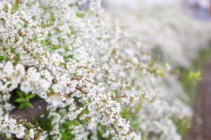 陶彩の径、桜並木、旧笠原鉄道の跡地、3月春の花、岐阜県多治見市の観光・撮影スポットの画像と写真