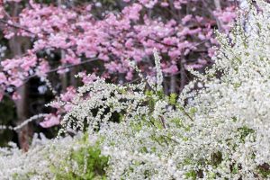 陶彩の径、桜並木、旧笠原鉄道の跡地、3月春の花、岐阜県多治見市の観光・撮影スポットの画像と写真
