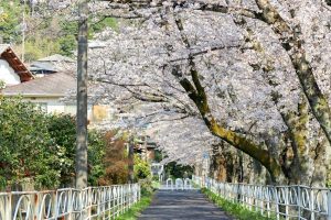 陶彩の径、桜並木、旧笠原鉄道の跡地、3月春の花、岐阜県多治見市の観光・撮影スポットの画像と写真
